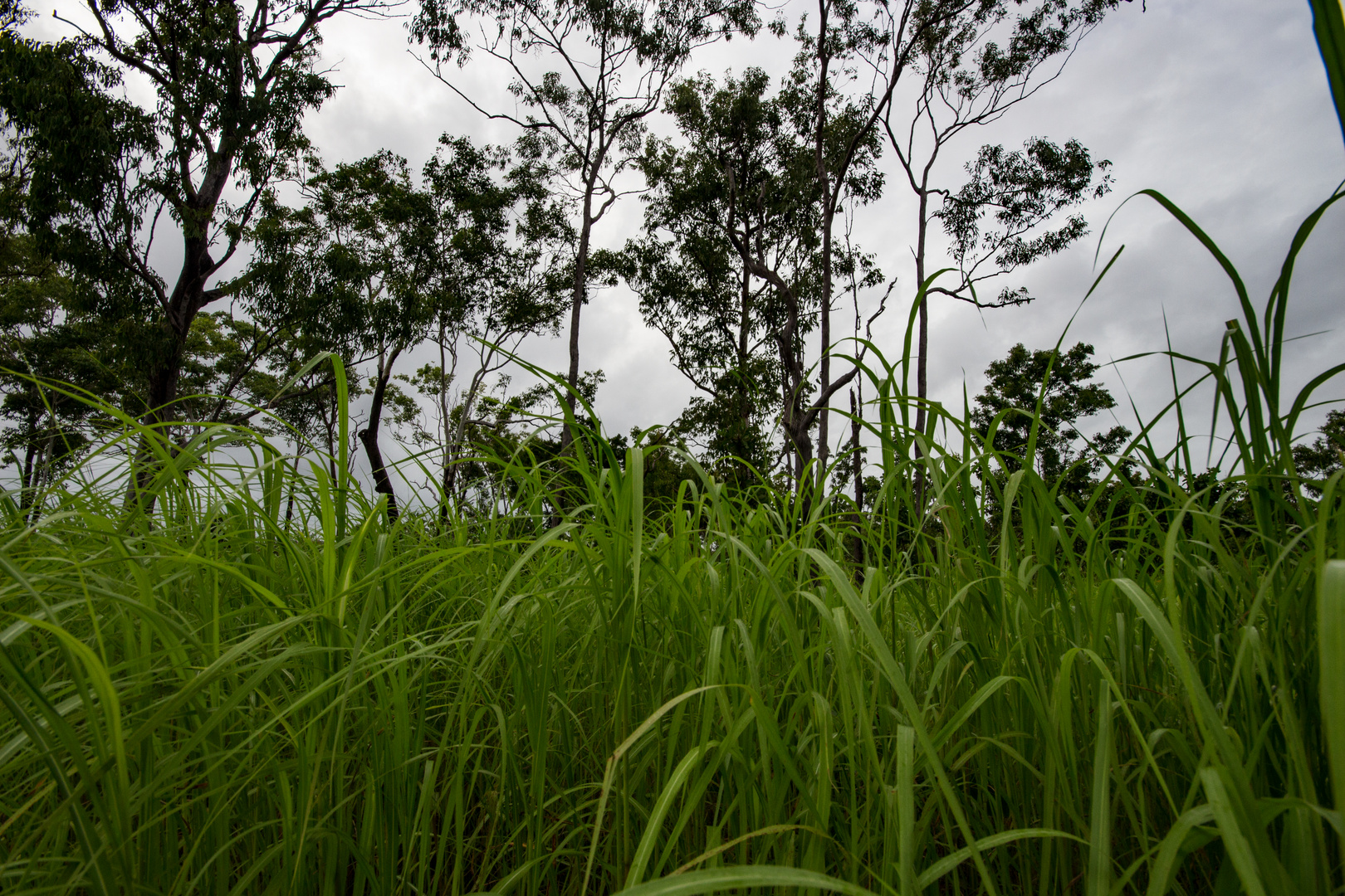 Australian Bush XII