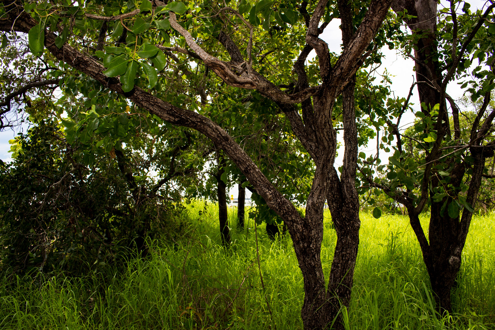 Australian Bush XVI