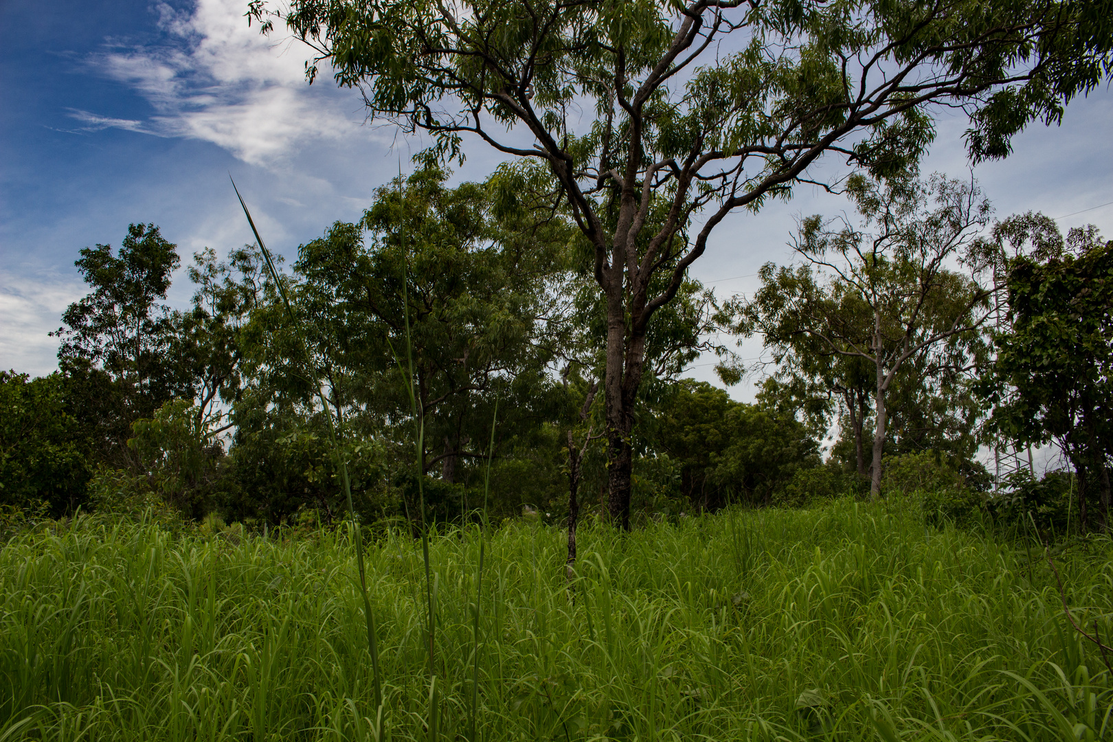 Australian Bush XVII