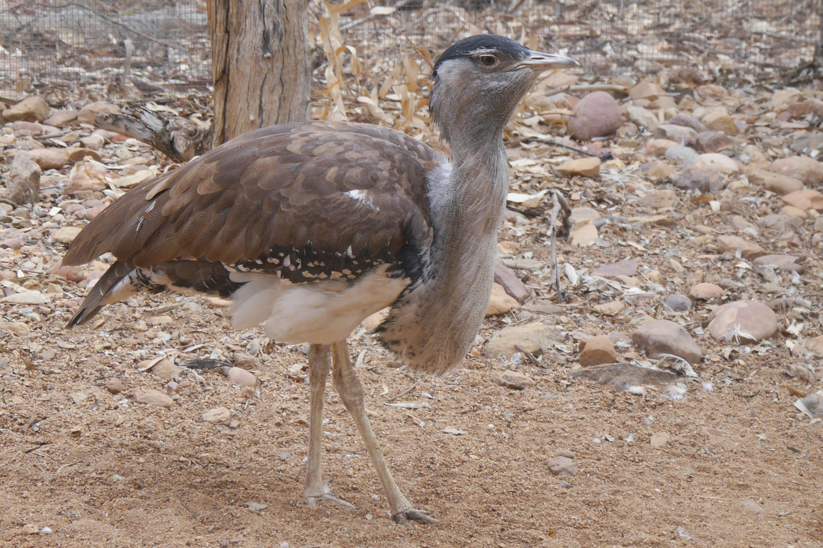 Australian Bustard  -  Wammentrappe