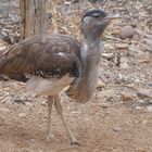 Australian Bustard  -  Wammentrappe