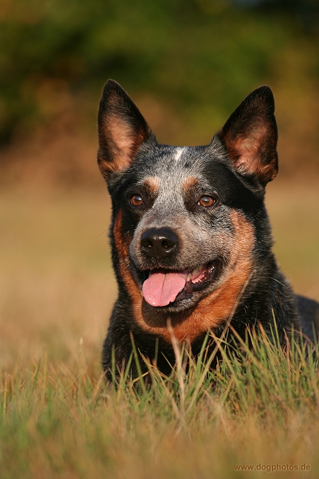 Australian Cattle Dog