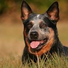 Australian Cattle Dog