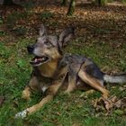 Australian Cattle Dog