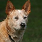 Australian Cattle Dog