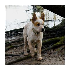 Australian Cattle Dog