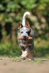 Australian Cattle Dog