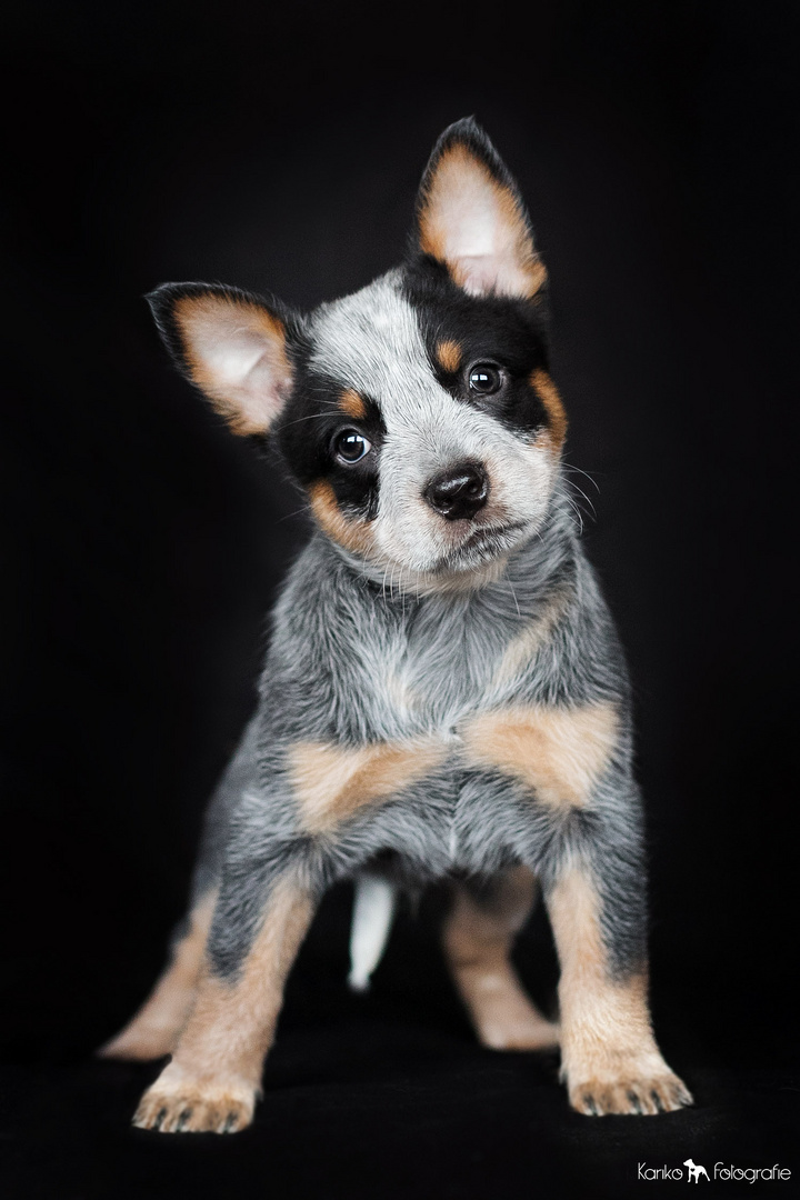 Australian Cattle Dog