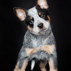 Australian Cattle Dog