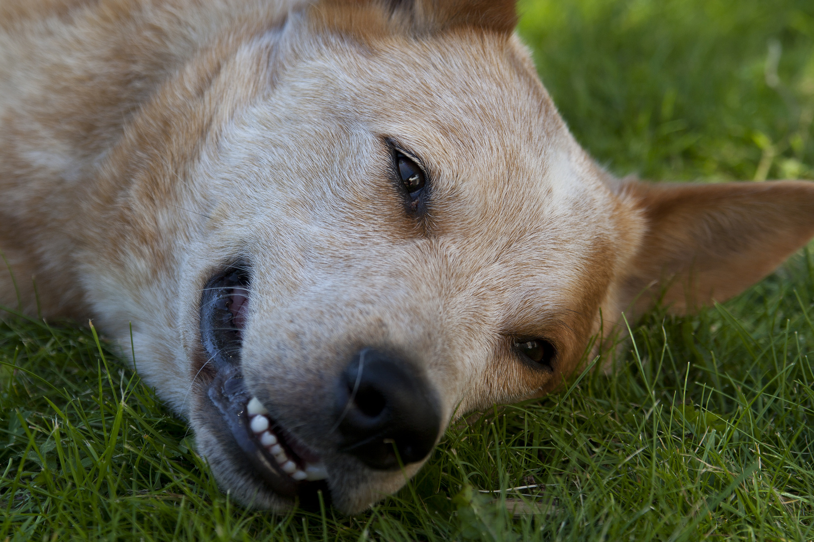 Australian Cattle Dog