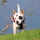 Australian Cattle Dog - Französische Bulldogge