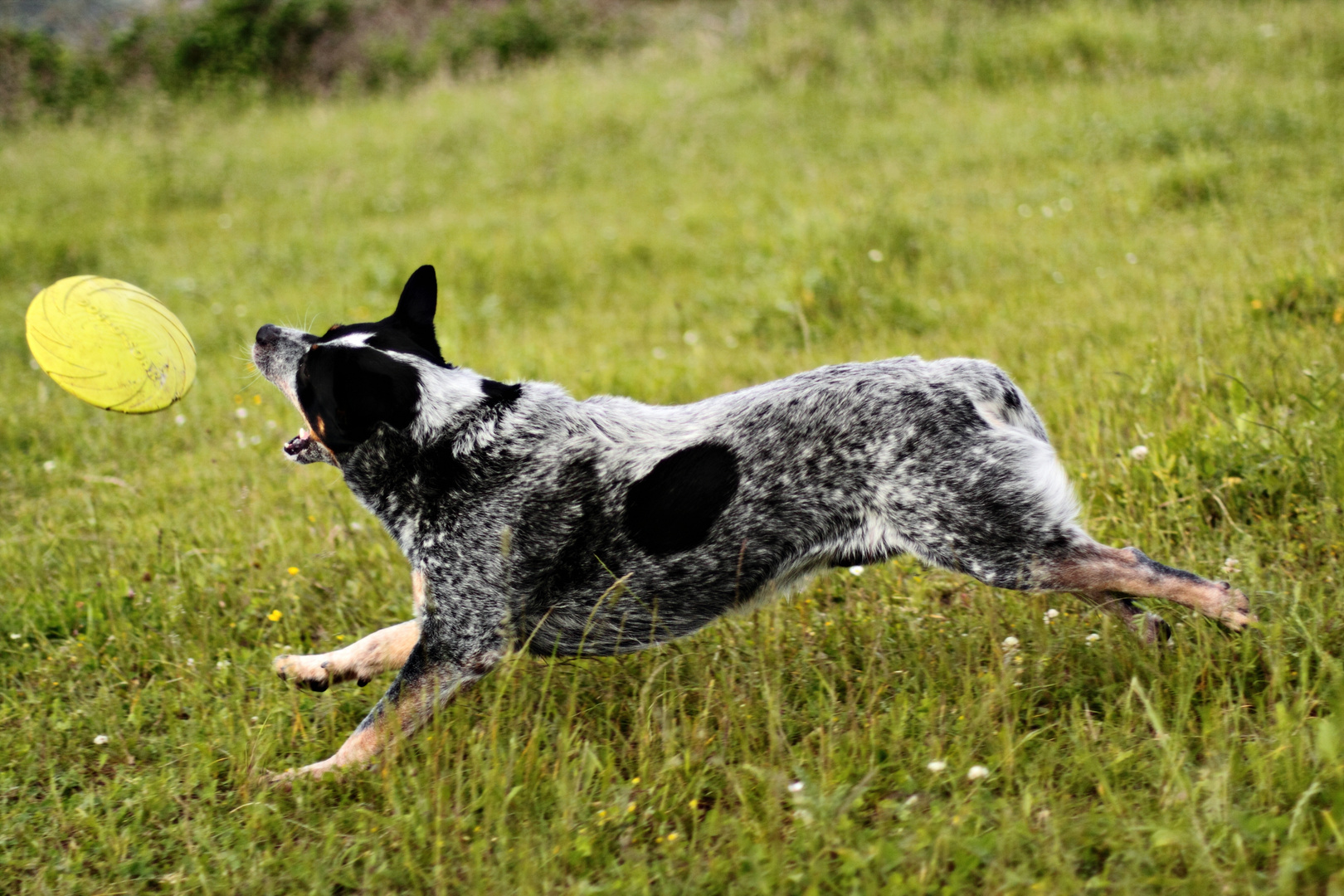 Australian Cattle Dog Nr 2