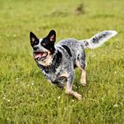 Australian Cattle Dog Nr 5