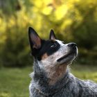 Australian Cattle Dog Portrait