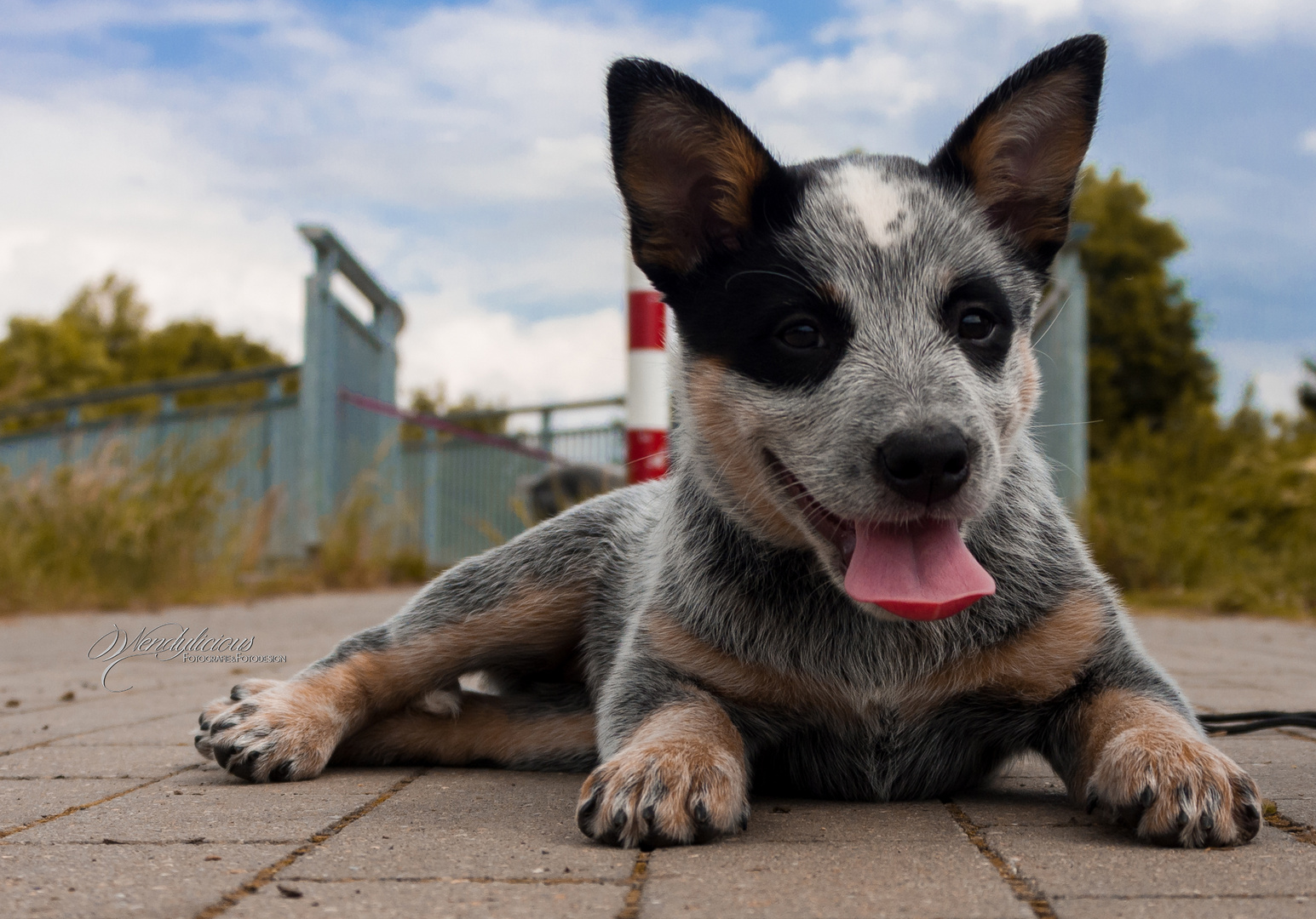 Australian Cattle Dog - Welpe / Baby