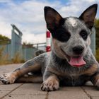 Australian Cattle Dog - Welpe / Baby