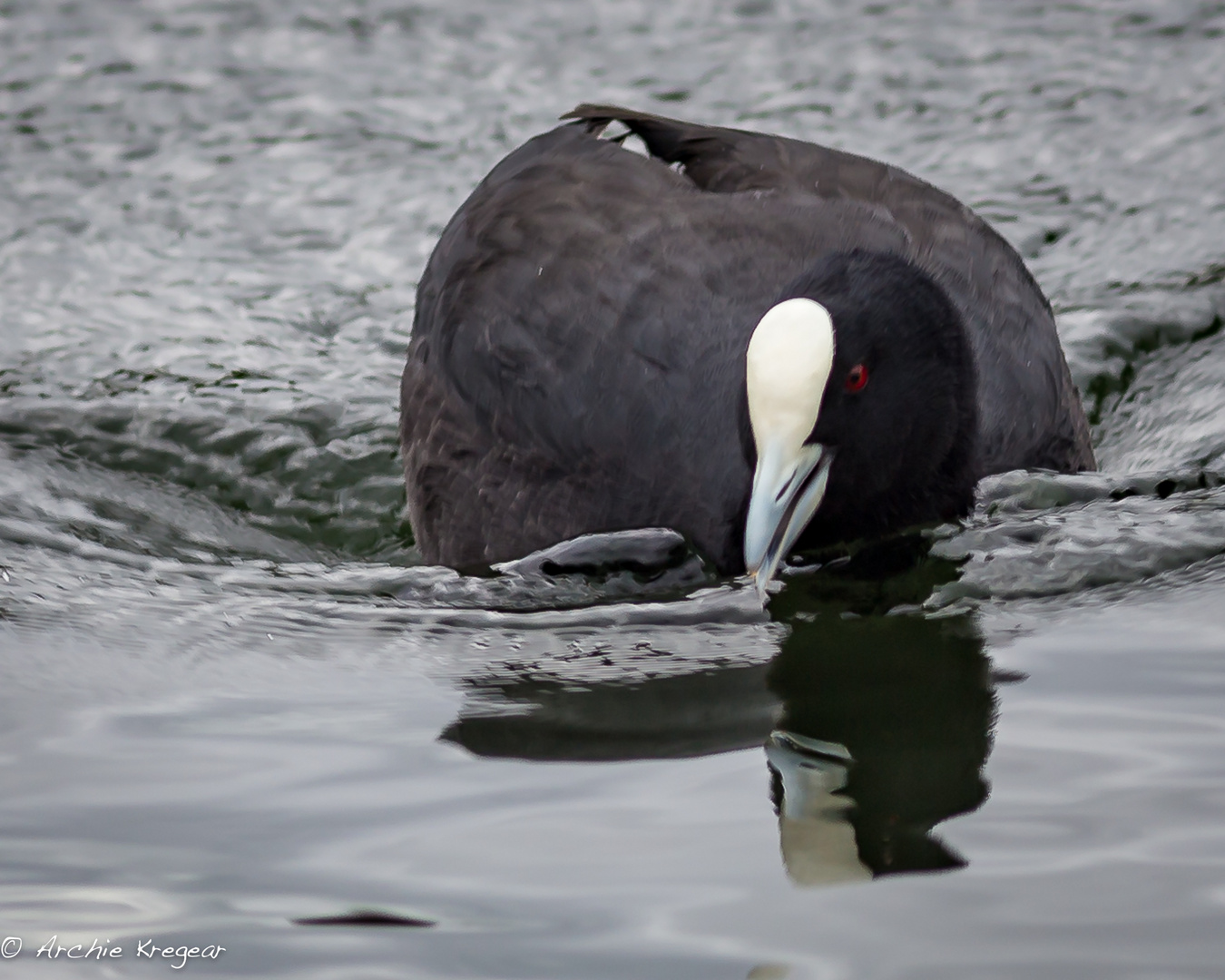 Australian Coot