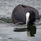 Australian Coot