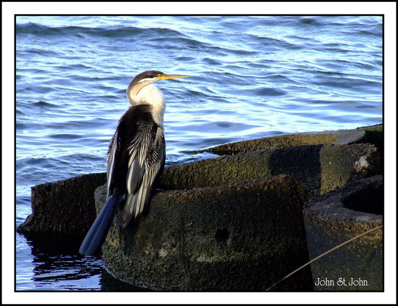 Australian Cormorant