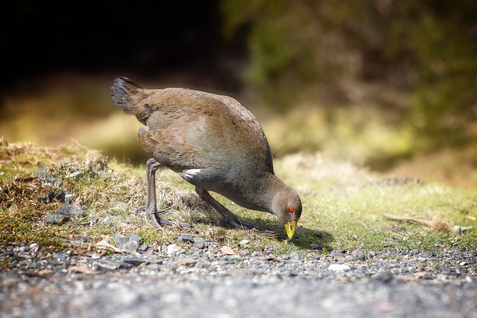 Australian Crake