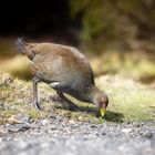 Australian Crake