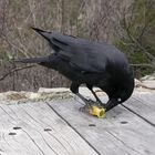 Australian Crow