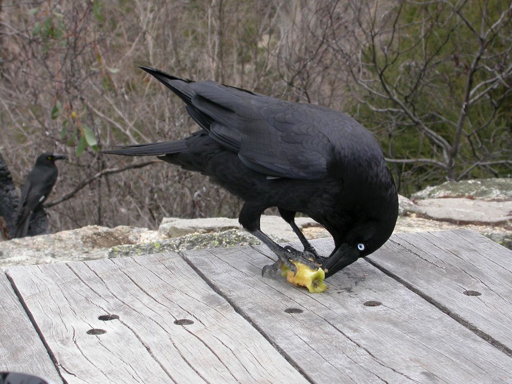 Australian Crow