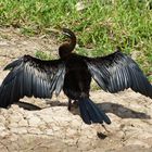 Australian Darter (Schlangenhalskormoran)