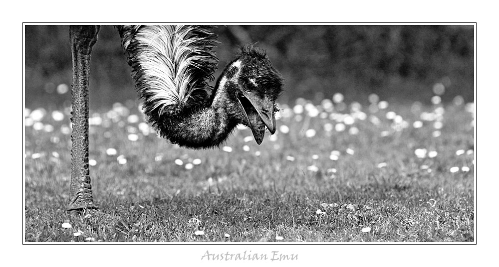 Australian Emu