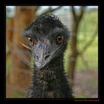 Australian Emu II, Wildlife Reserve, Great Ocean Road, VIC / AU