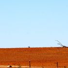 australian farmland