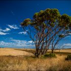 Australian Farmland