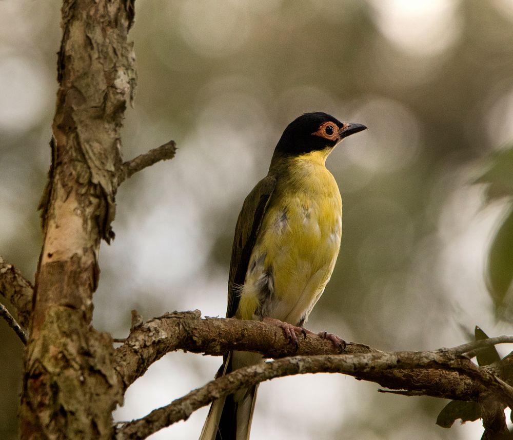 Australian Figbird