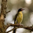 Australian Figbird