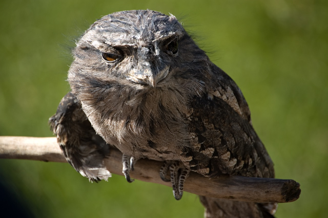 Australian Frogmouth