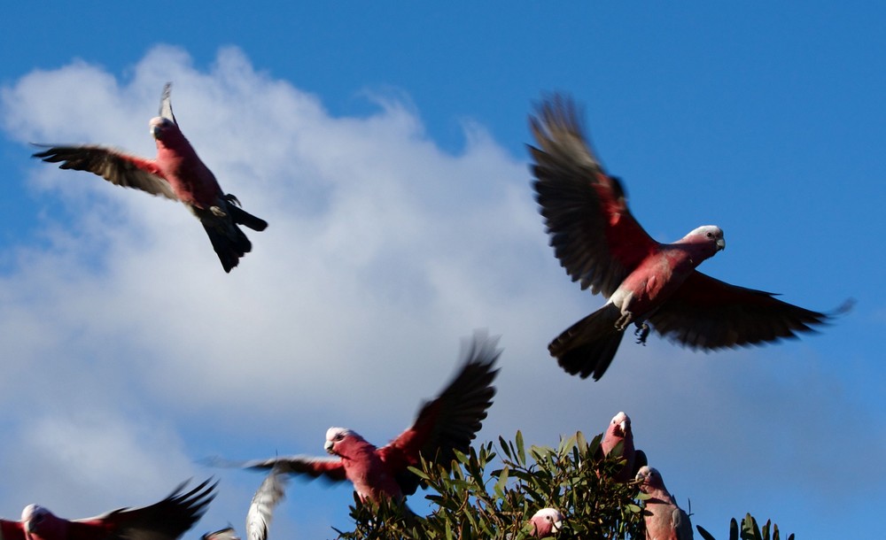 Australian Galahs