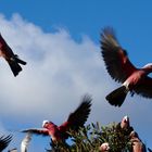 Australian Galahs