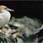 AUSTRALIAN GANNETS