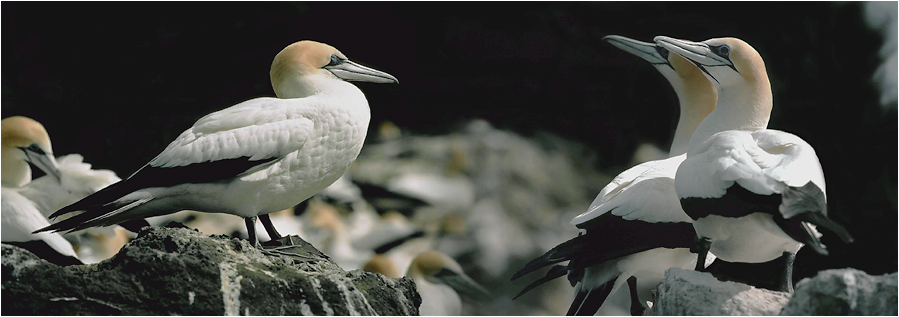 AUSTRALIAN GANNETS