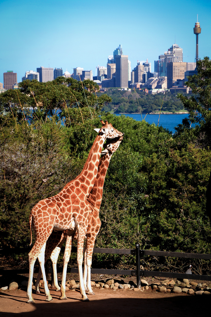 Australian giraffes