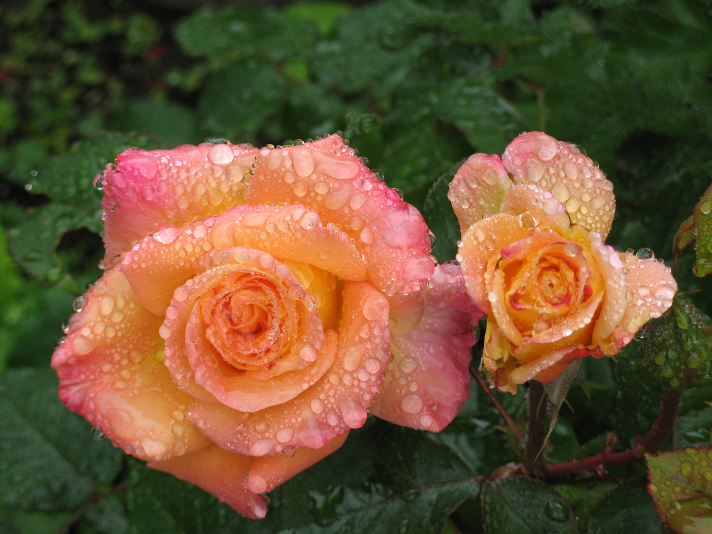 Australian Gold with Raindrops last summer