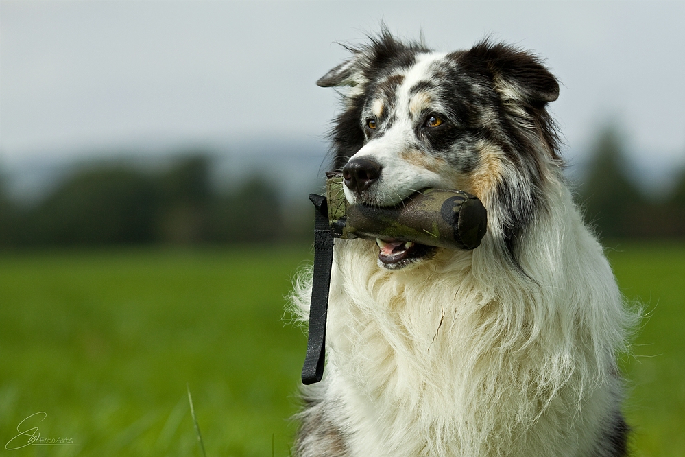 Australian Gundog