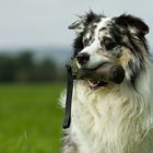 Australian Gundog