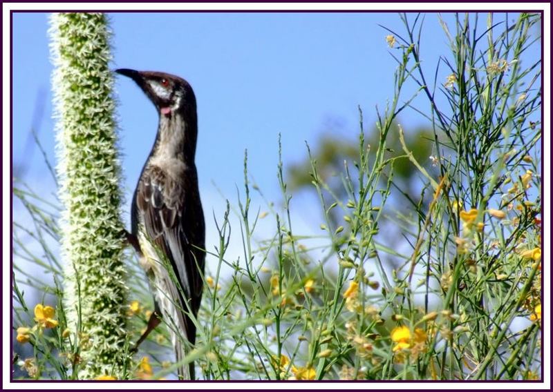 Australian Honey Eater