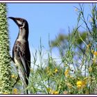 Australian Honey Eater