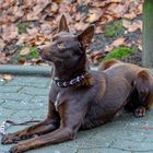 Australian Kelpie  -  