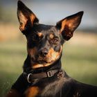 Australian Kelpie "Abby"