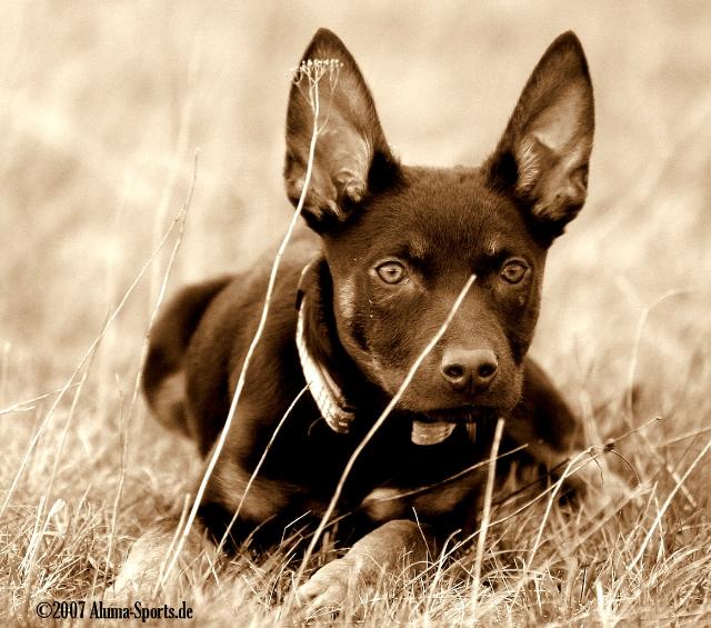 Australian Kelpie