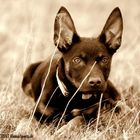 Australian Kelpie