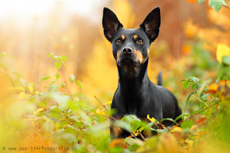 Australian Kelpie im Novemberwald